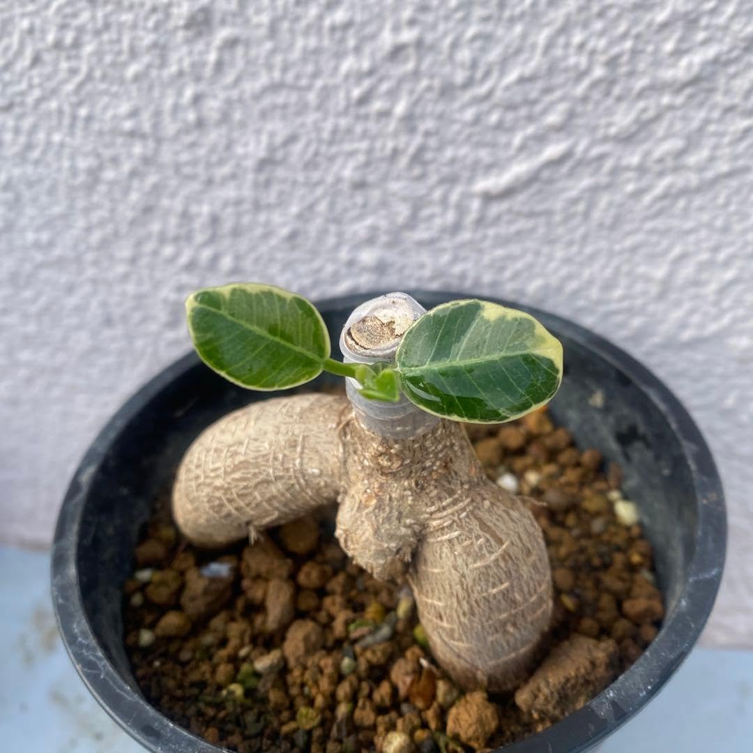 Amazon｜パンダガジュマル 斑入り 超希少 接木鉢込 発根済み｜観葉植物
